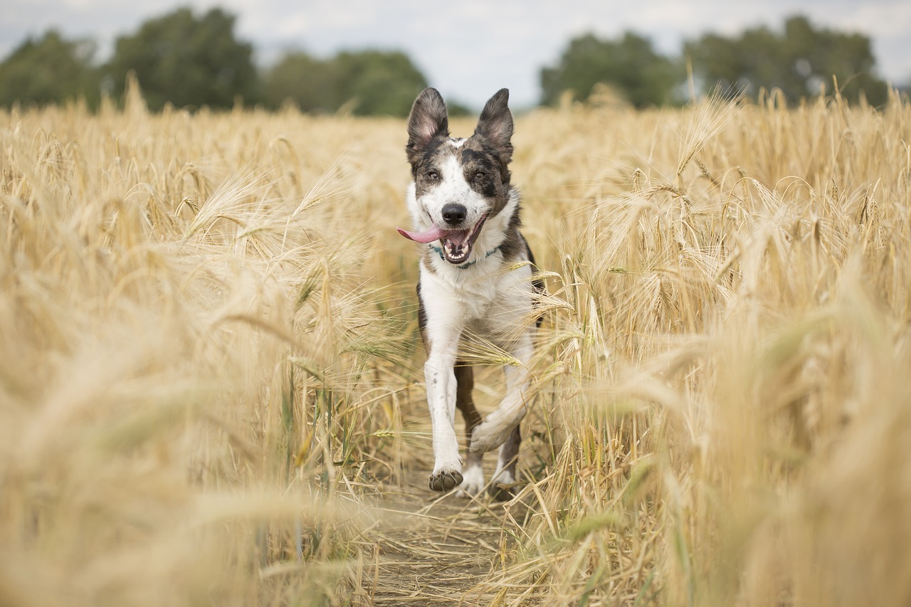 The Importance of Grooming for Active Dogs